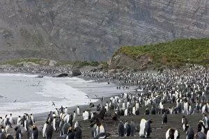 Images Dated 22nd February 2009: Colony of king penguins (Aptenodytes patagonicus), Gold Harbour, South Georgia