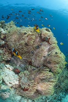 Fishes Prints: Colony of magnificent anemone (Heteractis magnifica)