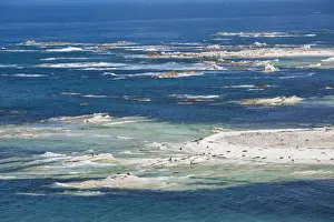 Canterbury Prints: Colony of New Zealand fur seals (Arctocephalus forsteri) off Point Kean