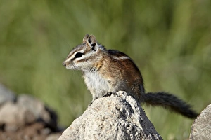National Forest Prints: Colorado chipmunk (Eutamias quadrivittatus)