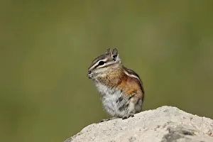 Colorado chipmunk (Eutamias quadrivittatus) eating, San Juan National Forest, Colorado, United States of America, North America