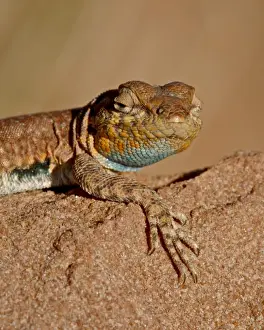 Canyon Country Prints: Colorado side-blotched lizard (Uta stansburiana uniformis), Canyon Country