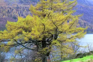Opportunities Prints: Colorful autumn tree near a lake in Buttermere, Lake District, Cumbria, UK