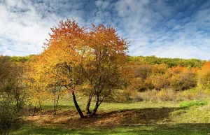 Romania Prints: Colorful autumn trees display rich hues in a scenic landscape in Romania during fall season