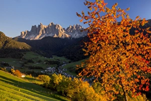 Colorful autumn trees frame the group of Odle and the village of St. Magdalena, Funes Valley