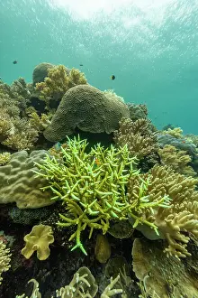 Health Prints: Colorful coral reef with tropical fish thriving in clear waters of Misool