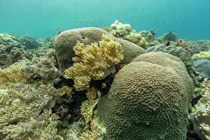 Swim Prints: Colorful corals and tropical fish inhabit the underwater world of Misool in Raja Ampat