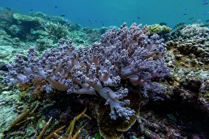 Hotspot Prints: Colorful corals and tropical fish located underwater near Misool in Raja Ampat