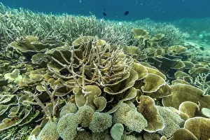 Hotspot Prints: Colorful corals and tropical fish thrive in clear waters around Misool island in Raja Ampat