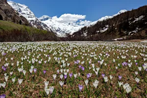 Engadine Prints: Colorful crocus in bloom flowering in meadows in spring