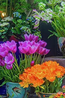 Gardening Prints: Colorful display of orange and pink tulips alongside flowers in a Paris setting