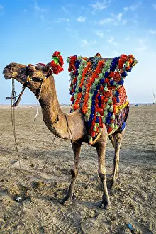 Crafts Prints: Colorful dressed camels stand at sunset on Clifton beach in Karachi