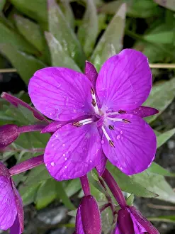 Dutch Prints: Colorful fireweed blooms with droplets in Dutch Harbor