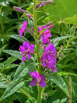 Blossom Prints: Colorful fireweed blooms grow on Amaknak Island in Unalaska, Alaska during summer months