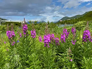 Gardening Prints: Colorful fireweed flowers bloom in Alaska's landscape during summer in Dutch Harbor on Amaknak Island