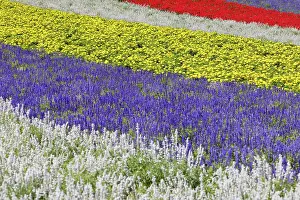 Gardening Prints: Colorful flower fields show a variety of blooms in a wide landscape of Shikisai-no-oka in Biei