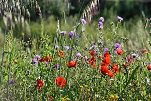 Petals Prints: Colorful flowers bloom in the gardens at Horta da Moura in Monsaraz