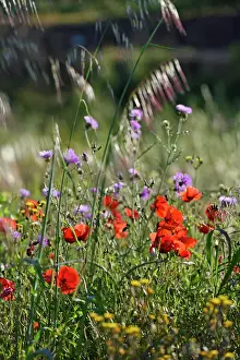 Floral Prints: Colorful flowers bloom in the meadow at Horta da Moura