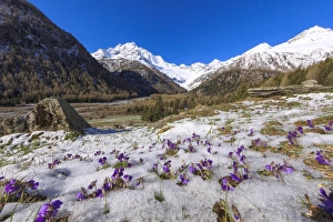 In Bloom Prints: Colorful flowers on the grass covered by snow during the spring thaw, Chiareggio