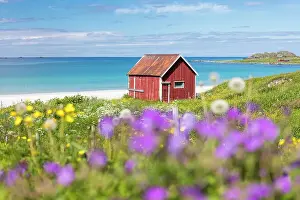 Rorbu Prints: Colorful flowers on green meadows frame the typical rorbu surrounded by turquoise sea