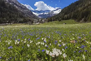 Crocus Prints: Colorful flowers on green meadows framed by the alpine village of Chiareggio