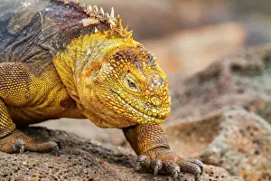 Outdoor Exploration Prints: The very colorful Galapagos land iguana (Conolophus subcristatus) in the Galapagos Island Archipelago