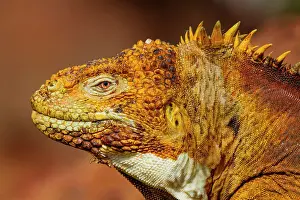 Animal Kingdom Prints: The very colorful Galapagos land iguana (Conolophus subcristatus) in the Galapagos Island Archipelago