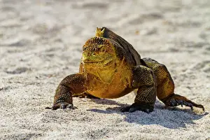 Animal Kingdom Prints: The very colorful Galapagos land iguana (Conolophus subcristatus) in the Galapagos Island Archipelago