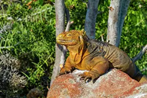 Wildlife Conservation Prints: The very colorful Galapagos land iguana (Conolophus subcristatus) in the Galapagos Island Archipelago
