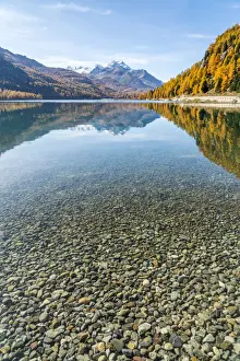 Engadine Prints: Colorful larch trees mirrored in Lake Silvaplana in autumn, St