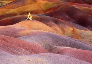 Dunes Prints: Colorful layers of earth attract a dog in the sand dunes of Seven Coloured Earths in Mauritius during daylight hours