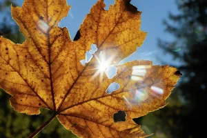 Romania Prints: Colorful leaves reflect sunlight in an autumn landscape in Romania