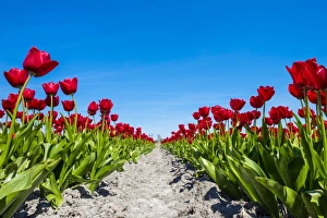 Traditionally Dutch Prints: Colorful red Dutch tulip flowers against blue sky