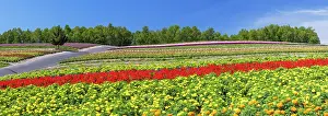 Floral Prints: Colorful rows of flowers stretch across Shikisai-no-oka gardens in Biei