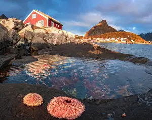 Cabin Prints: Colorful sea anemones on rocks framing a lone fisherman cabin at dawn