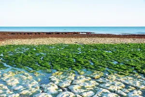 Vista Prints: Colorful tide pools and green seaweed-covered rocks at low tide under cliffs in Normandy France