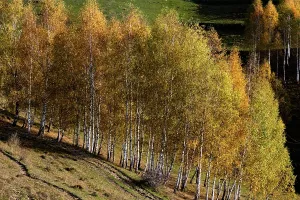 Romania Prints: Colorful trees show autumn beauty in a landscape filled with nature and sunlight in Romania