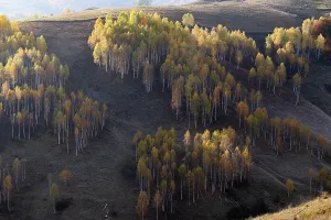 Freshness Prints: Colorful trees cover the hills in autumn season showcasing nature's beauty in Romania