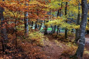 Trail Prints: Colorful trees create a stunning autumn landscape in Romania with leaves covering the path