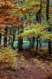 Relaxing Prints: Colorful trees create a vibrant autumn landscape in Romania with fallen leaves and a hidden path