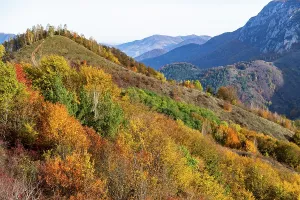 Romania Prints: Colorful trees fill a hillside with vibrant autumn shades in Romania