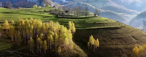 Romania Prints: Colorful trees and hilly landscape showcase the beauty of autumn in Romania