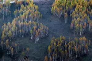 Romania Prints: Colorful trees fill the landscape in autumn across hills in Romania showcasing the beauty of nature