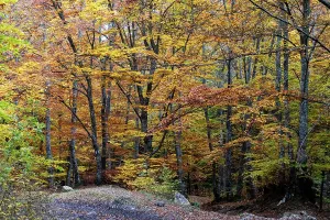 Romania Prints: Colorful trees fill the landscape showcasing autumn hues in a forest during a bright day in Romania