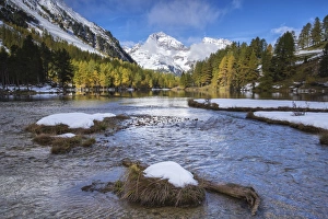 Engadine Prints: Colorful trees and snowy peaks frame Lai da Palpuogna, Albula Pass, Bergen, Engadine