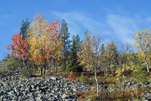 Finland Prints: Colorful trees stand out on rocky terrain at Lampivaara Hills in Pyha-Luosto National Park