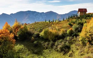 Romania Prints: Colorful trees stand on rolling hills under a clear sky in Romania during autumn months