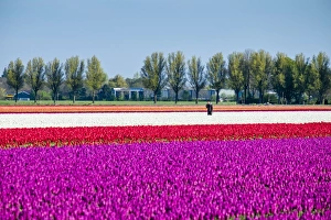 Liliaceae Prints: Colorful tulip fields in early spring, Venhuizen, North Holland, Netherlands, Europe