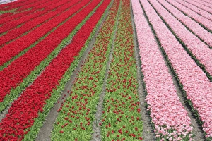 Stripe Prints: The colorful tulip fields in spring, Berkmeer, Koggenland, North Holland, Netherlands