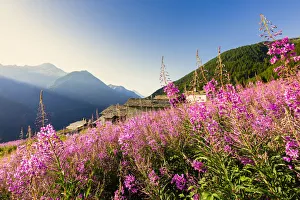 Colorful Willowherb (epilobium) in bloom, Starleggia, Campodolcino, Valchiavenna